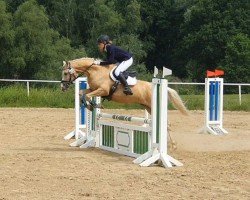 dressage horse Dondolino 9 (German Riding Pony, 2014, from FS Dodge City)