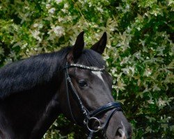 dressage horse Secret Girl (Westfale, 2020, from Selectric)