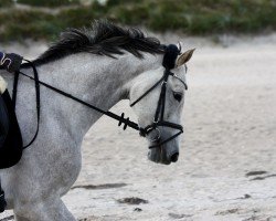 Pferd So far so good 4 (Arabisches Halbblut / Partbred, 2012, von High Spirit)