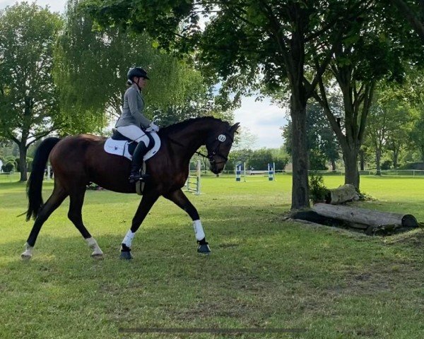 Springpferd Dorado 217 (Deutsches Sportpferd, 2018)