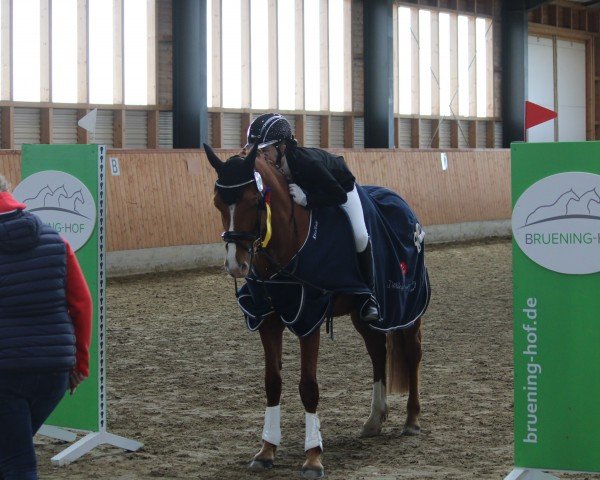 horse Balou (German Riding Pony, 2014, from Bon Balou)