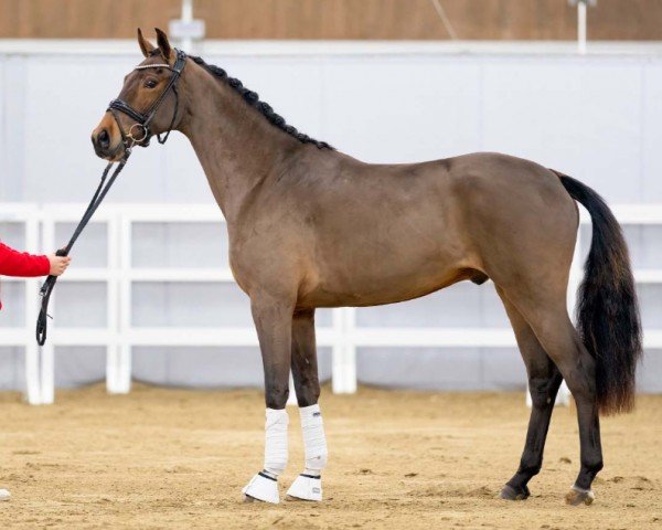 dressage horse Verano (Westphalian, 2020, from Vaderland OLD)