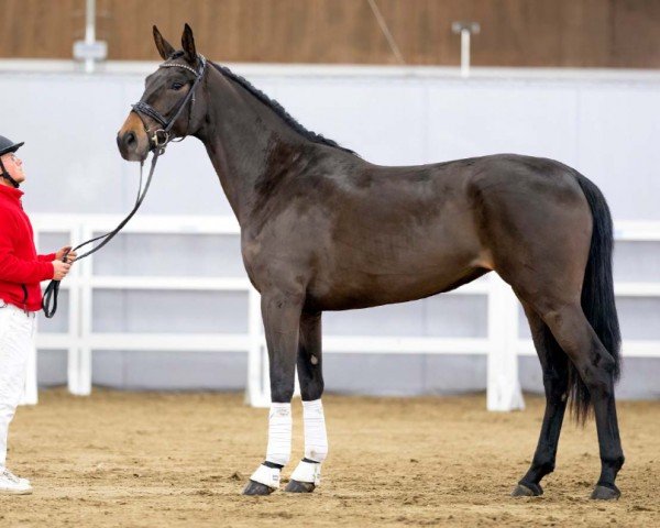 dressage horse Elsa FS (Westphalian, 2020, from Escamillo)