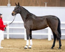 dressage horse Elsa FS (Westphalian, 2020, from Escamillo)