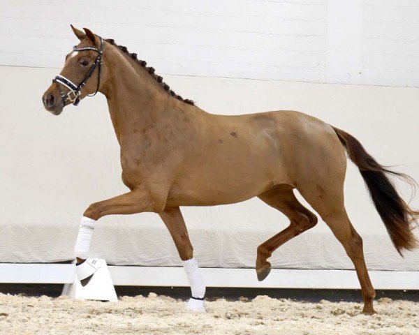 dressage horse Valera (Westphalian, 2020, from Vaderland OLD)