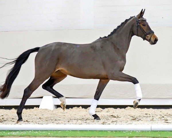 dressage horse Ebony HA (Hanoverian, 2020, from Escamillo)