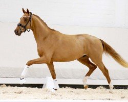 dressage horse Fürst Grimaldi (Westphalian, 2020, from Fürst Samarant)