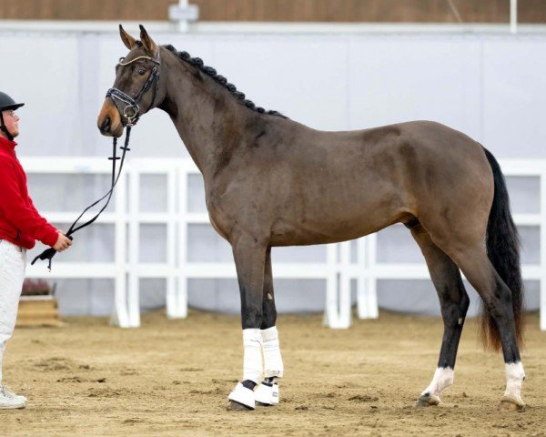 dressage horse Felino (Westphalian, 2020, from Fürst Samarant)