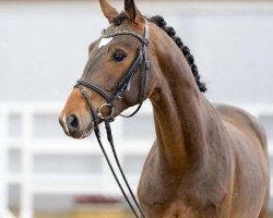 dressage horse Sansibar 155 (Hanoverian, 2020, from Sir Donnerhall I)