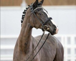 dressage horse Fleur de Noir (Hanoverian, 2020, from Floris Prince)