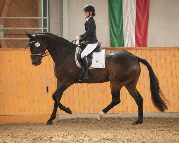 dressage horse Frappuccino 8 (Oldenburg, 2016, from Faszination Pur)