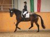 dressage horse Frappuccino 8 (Oldenburg, 2016, from Faszination Pur)