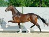 dressage horse Hengst von Vaderland / San Amour I (Westphalian, 2020, from Vaderland OLD)