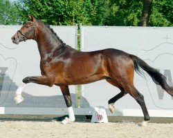 dressage horse Hengst von Vaderland / San Amour I (Westphalian, 2020, from Vaderland OLD)