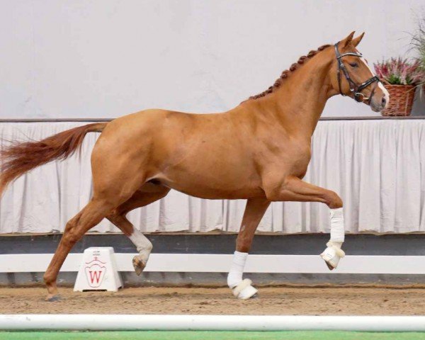 dressage horse Benito (Hanoverian, 2020, from Callaho's Benicio)