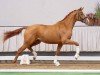 dressage horse Benito (Hanoverian, 2020, from Callaho's Benicio)