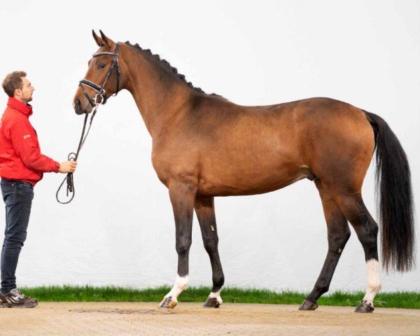 dressage horse Fanatico (Westphalian, 2020, from Fürst Samarant)