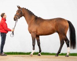 dressage horse Fanatico (Westphalian, 2020, from Fürst Samarant)