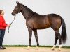 dressage horse Hengst von Bonds / Christ (Westphalian, 2020, from Bonds)