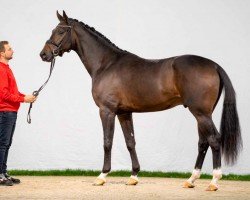 dressage horse Hengst von Bonds / Christ (Westphalian, 2020, from Bonds)