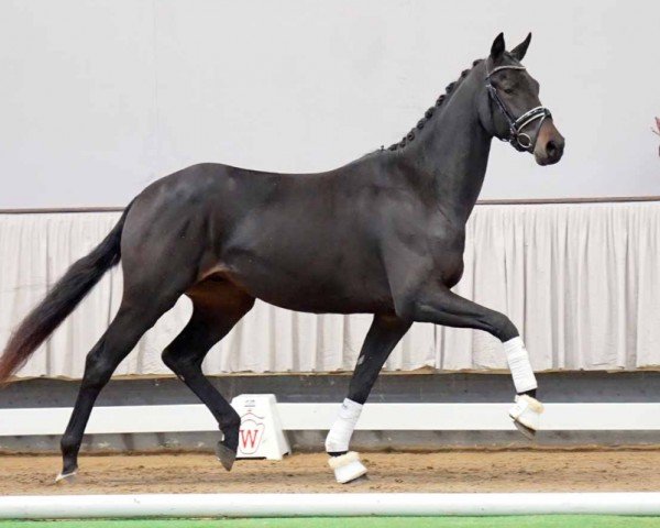 dressage horse Daily Life (Westphalian, 2020, from Despacito 16)