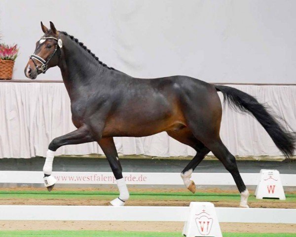 dressage horse Hengst von Dreamline / Quaterback (Westphalian, 2020, from Blue Hors Dreamline)