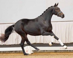 Dressurpferd Valentina (Oldenburger, 2020, von Viva Gold OLD)