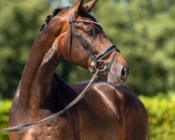 dressage horse Jetset (Westphalian, 2020, from Jovian)