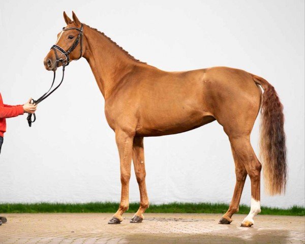 dressage horse Feel Good (Westphalian, 2020, from Franziskus FRH)