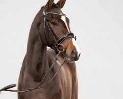 dressage horse Zazou (Hanoverian, 2020, from Zoom 8)