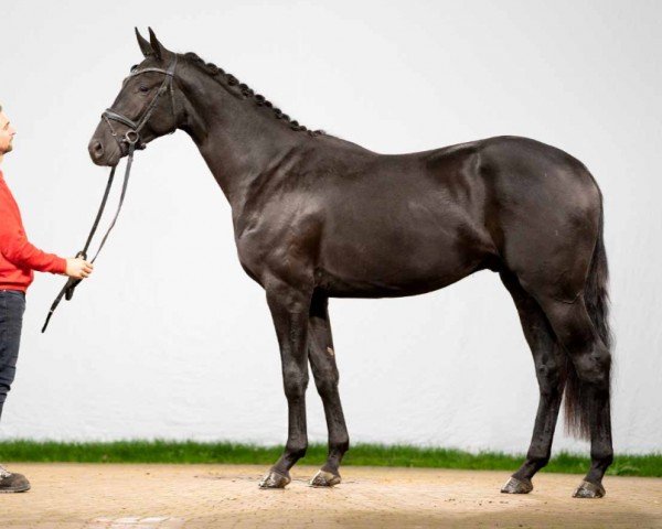 dressage horse Lucky Luke (Hanoverian, 2020, from Licotus)