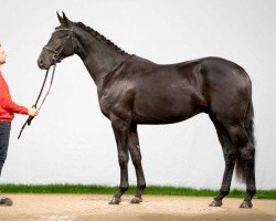 Dressurpferd Lucky Luke (Hannoveraner, 2020, von Licotus)