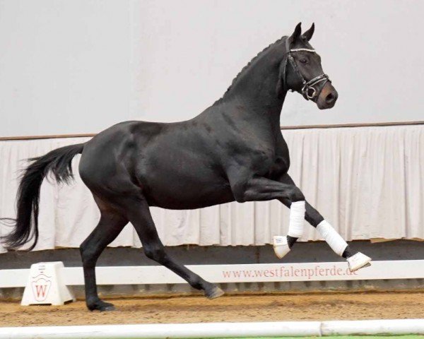 dressage horse Le Puissant (Westphalian, 2020, from Le Formidable)