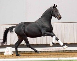 dressage horse Le Puissant (Westphalian, 2020, from Le Formidable)