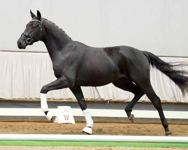 dressage horse Hengst von Fürst Samarant / Hotline (Westphalian, 2020, from Fürst Samarant)