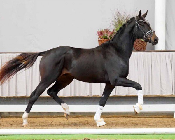 dressage horse Born to Dance (Westphalian, 2020, from By your Side 3)