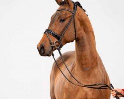 dressage horse Von Herzen (Oldenburg, 2020, from Valverde NRW)