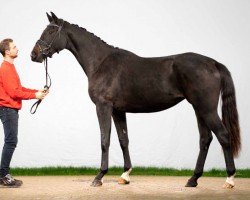 dressage horse Fairhope R (Westphalian, 2020, from For Romance I)