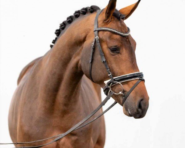 dressage horse Vanderbilt (Oldenburg, 2020, from Vaderland OLD)