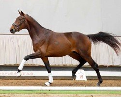 dressage horse Sparkling (Westphalian, 2020, from Spielberg)