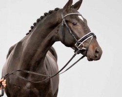 dressage horse Follow Me (Westphalian, 2020, from Fürst Samarant)