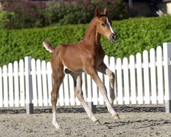 jumper Thor (Westphalian, 2020, from Taloubet Z)