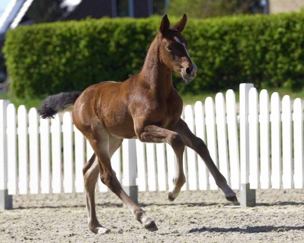 Springpferd Einer für Alles (Westfale, 2020, von Eldorado vd Zeshoek Tn)