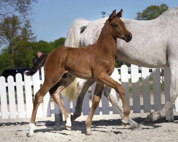 Springpferd Doldinger (Westfale, 2020, von Diamant de Semilly)