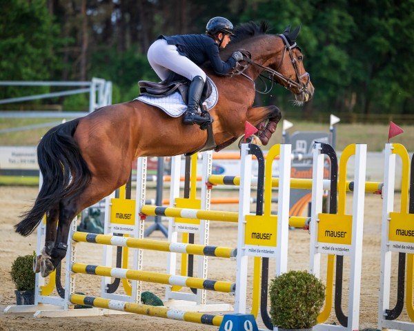 stallion Cariño 8 (Oldenburg show jumper, 2016, from Chaccato)