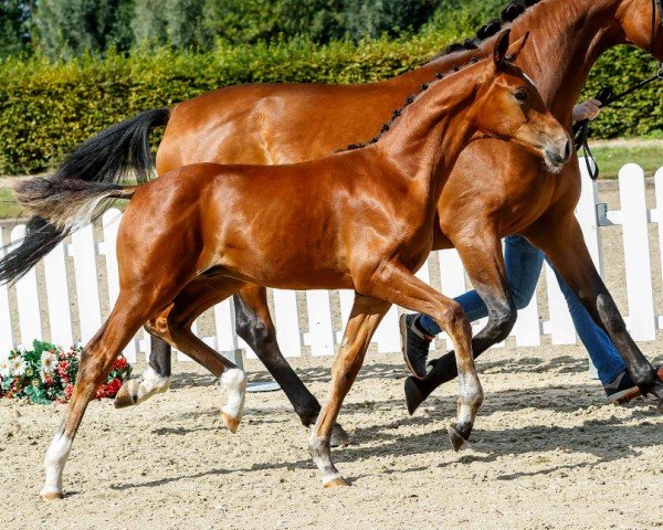 dressage horse Ben Vital (Westphalian, 2019, from Benefit)