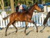 dressage horse Extraklasse (Westphalian, 2019, from Escamillo)