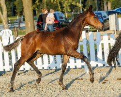 dressage horse Extraklasse (Westphalian, 2019, from Escamillo)