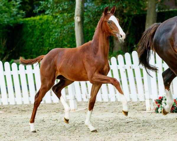 dressage horse Faber Castell (Westphalian, 2019, from Fashion In Black NRW)