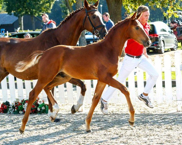 dressage horse For Success (Westphalian, 2019, from For Final)